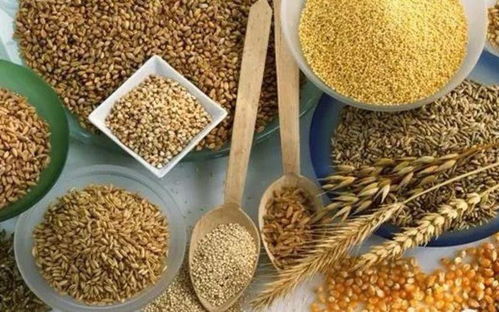 七彩藜麥繪豐收 文冠果樹綻新篇——伏龍坪街道二營(yíng)村特色農(nóng)業(yè)助力新農(nóng)村發(fā)展